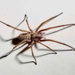 Advanced Techniques in Pest Control: Addressing Spider and Crawling Insect Infestations