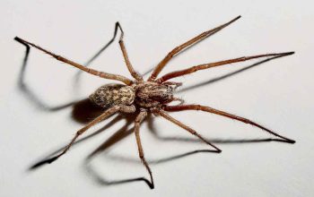 Advanced Techniques in Pest Control: Addressing Spider and Crawling Insect Infestations