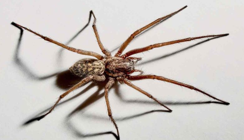 Advanced Techniques in Pest Control: Addressing Spider and Crawling Insect Infestations